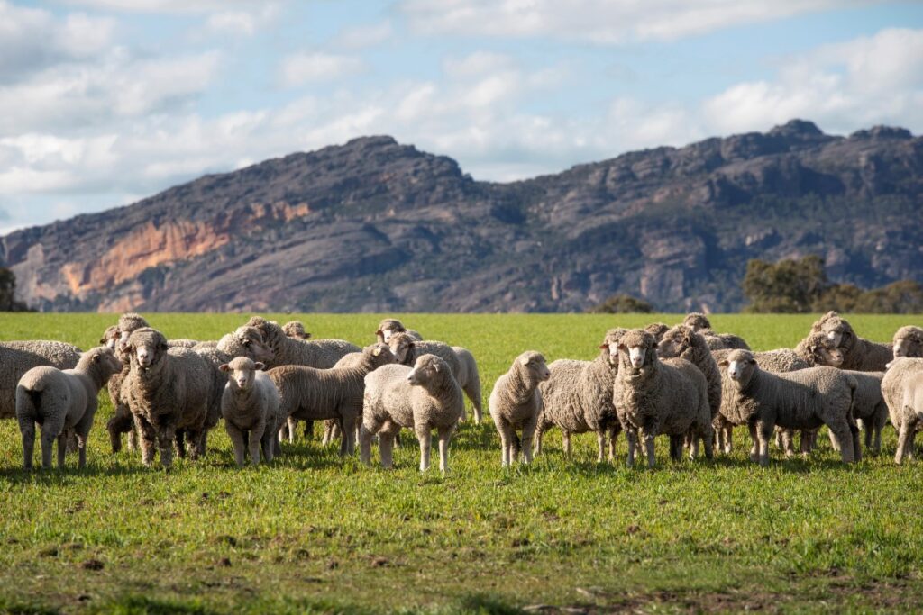 Pest and Parasite Control Practices in Australian Livestock