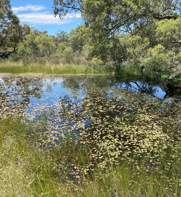 Health check for pipeline wetlands a decade on