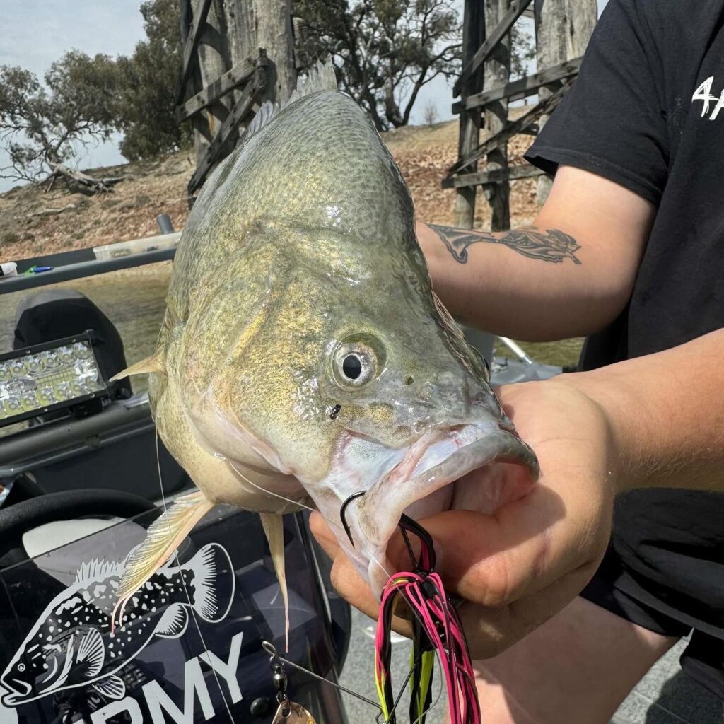 Warming waters kick off yellow belly breeding research