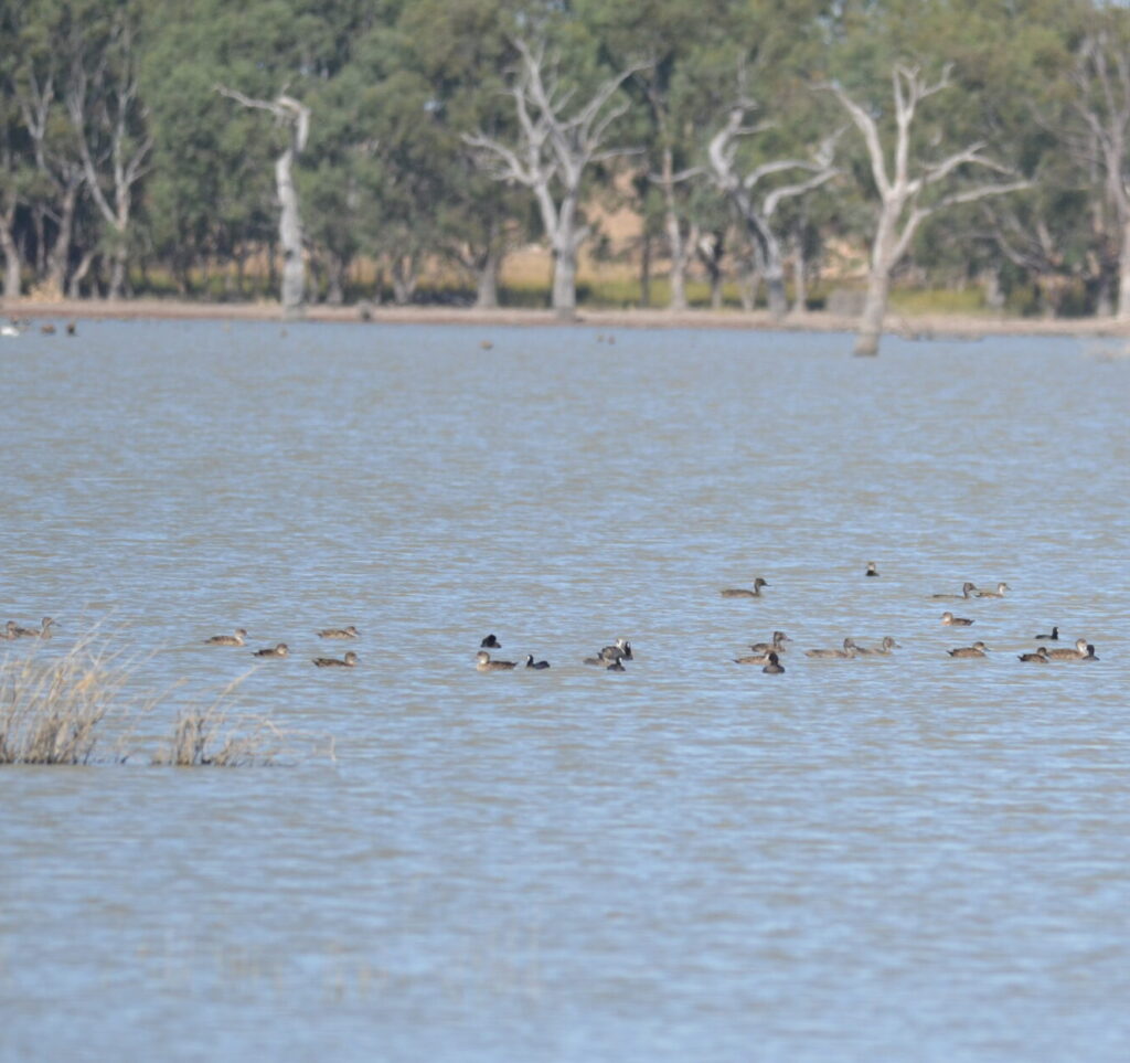 Dock Lake’s February Bird Bonanza: Record Counts and Rare Sightings!