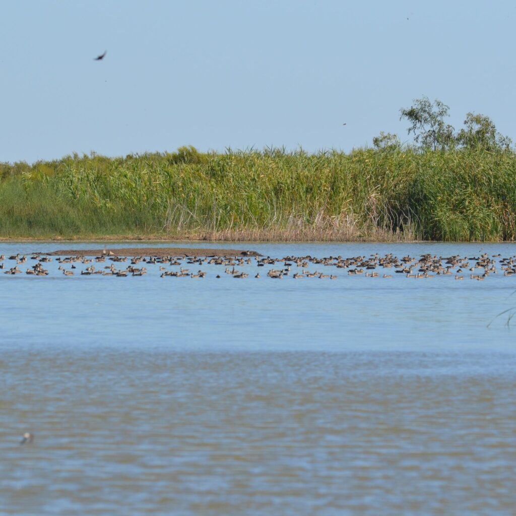 The Great Bird Exodus from Lake Hindmarsh