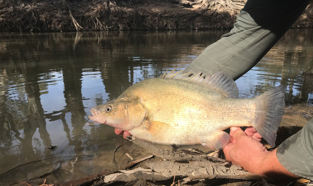 Wimmera CMA | Wimmera River 2024 Fish Comeback