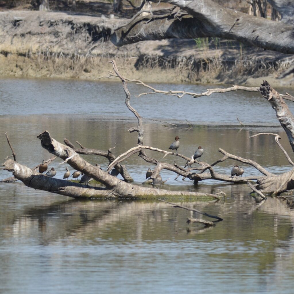 New Species Spotted Amidst Lake Hindmarsh’s Drying Water Levels