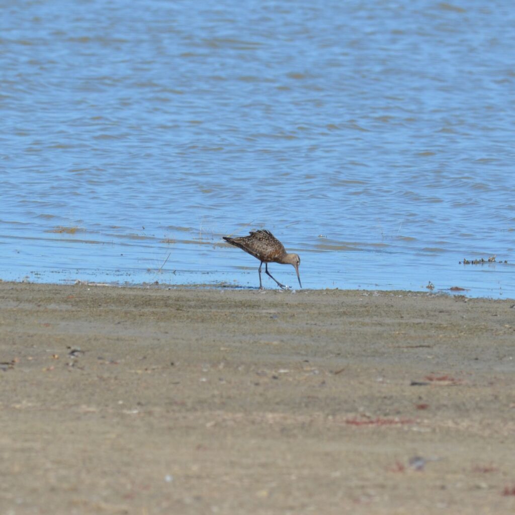 Unexpected Visitor, Rare Bar-tailed Godwit, Spotted at Dock Lake