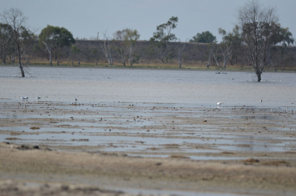 Dock Lake drying up April 2025