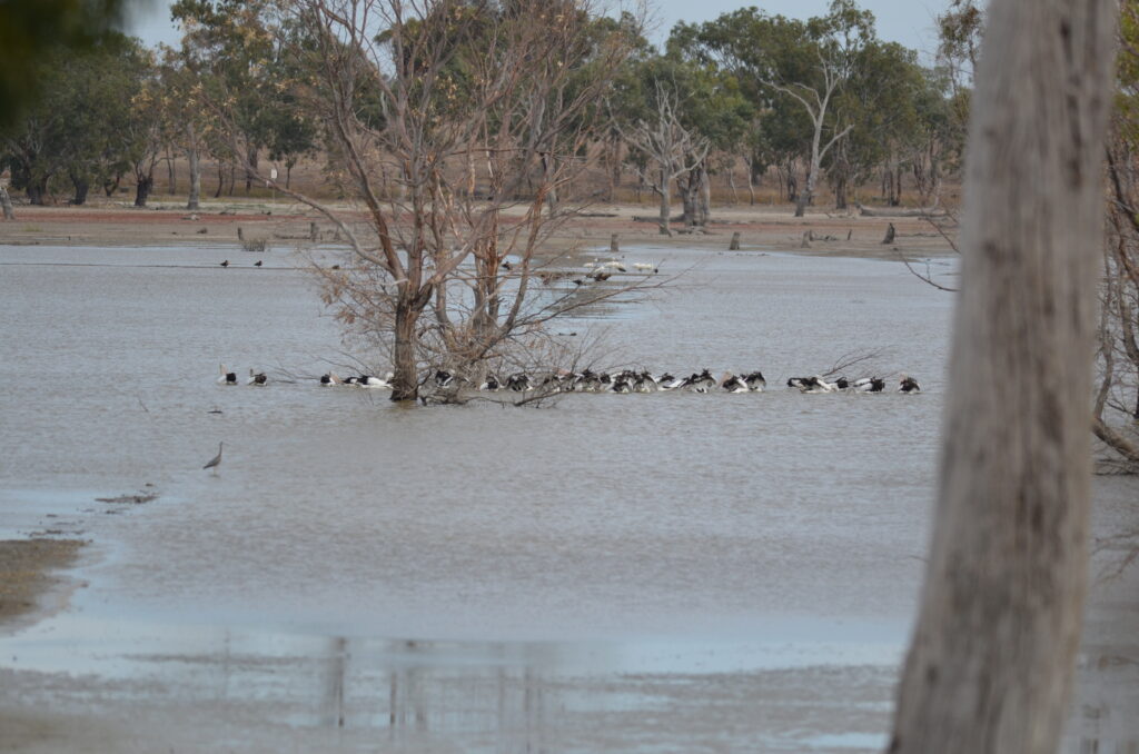 Pelicans at Dock Lake April 2025