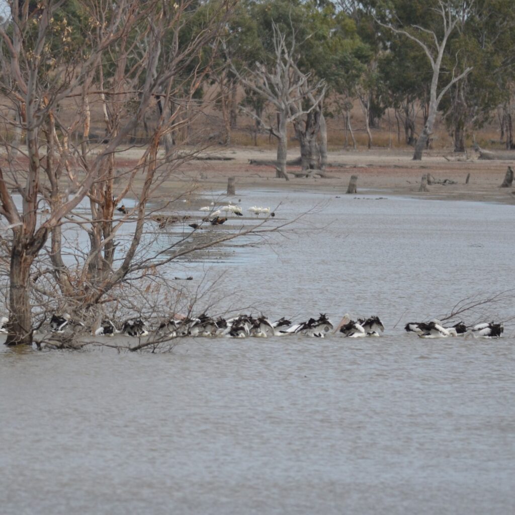 Pelicans at Dock Lake April 2025