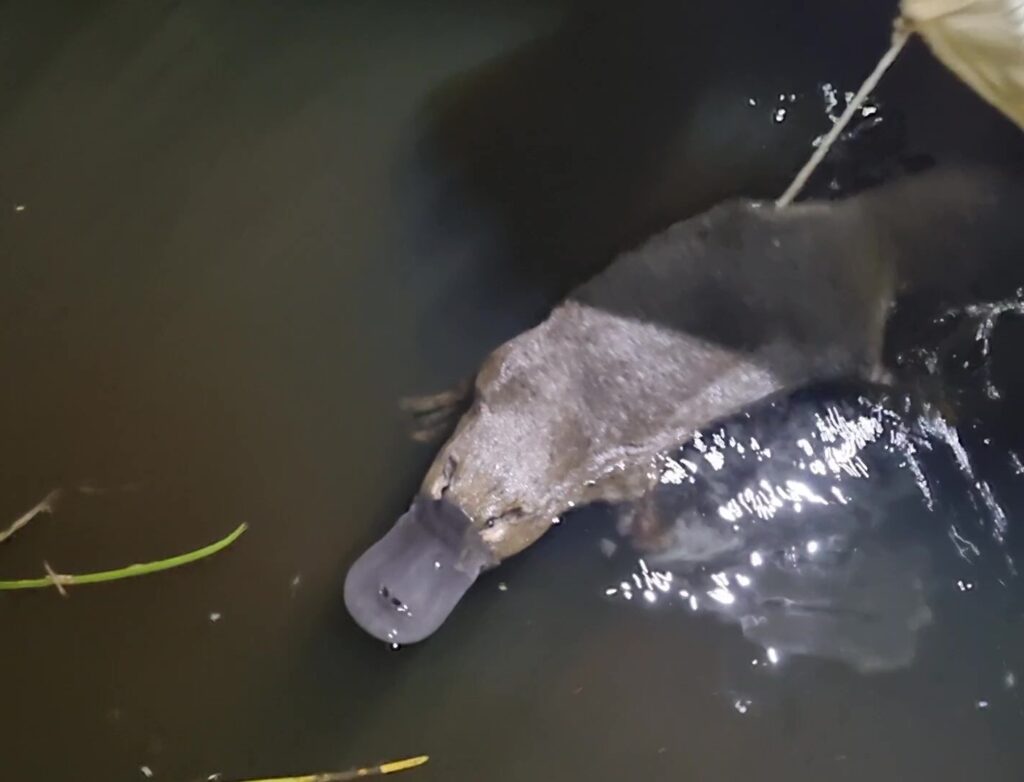 Platypus trapping 2022, MacKenzie River, by Ecology Australia
