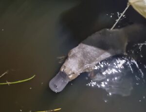 Platypus trapping 2022, MacKenzie River, by Ecology Australia