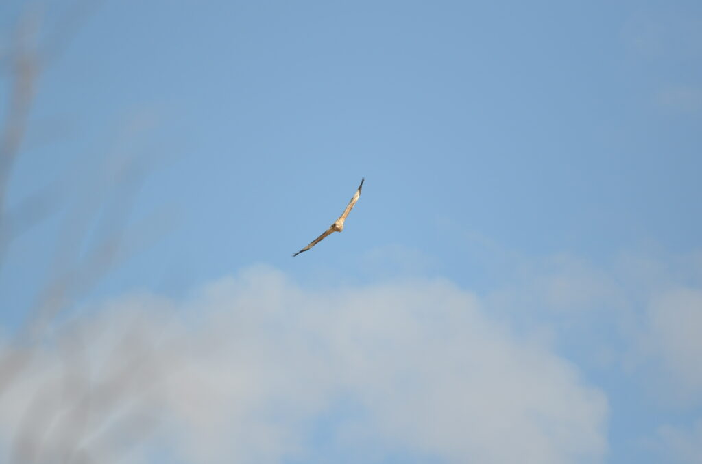 Immature sea-eagle in flight at Dock Lake
