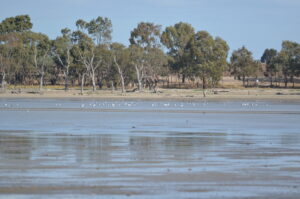 Silver Gulls at Dock Lake