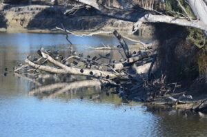 Australian Wood Ducks and Pacific Black Ducks perched on logs swimming in the river at the extra site by the Jeparit Bridge