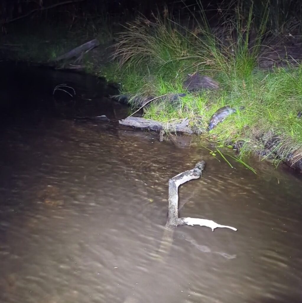 Platypus trapping 2024, MacKenzie River, by EnviroDNA