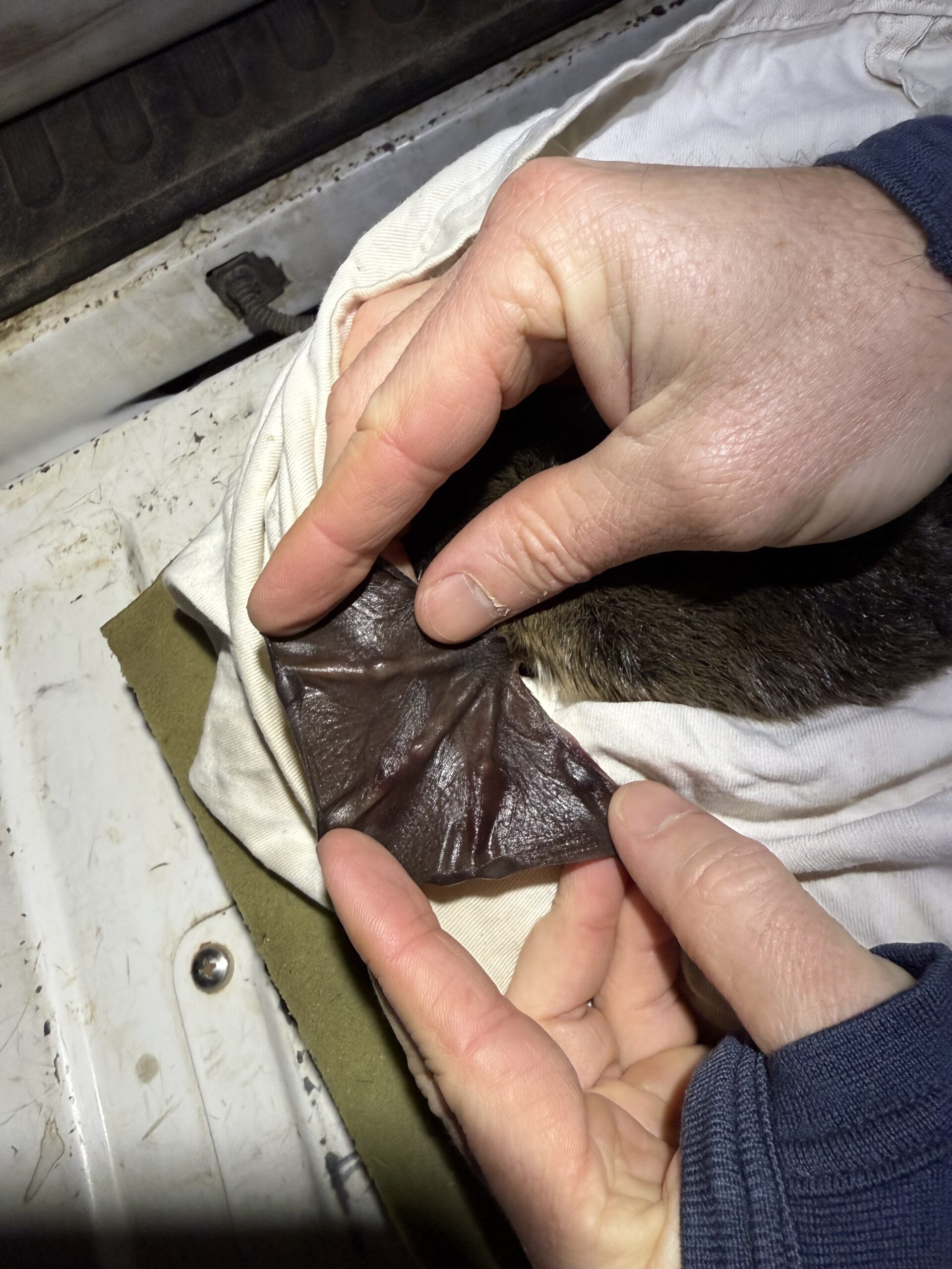 Platypus Petra captured in 2025 - inspecting feet webbing.