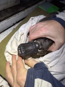Platypus Petra captured in 2025 - inspecting health