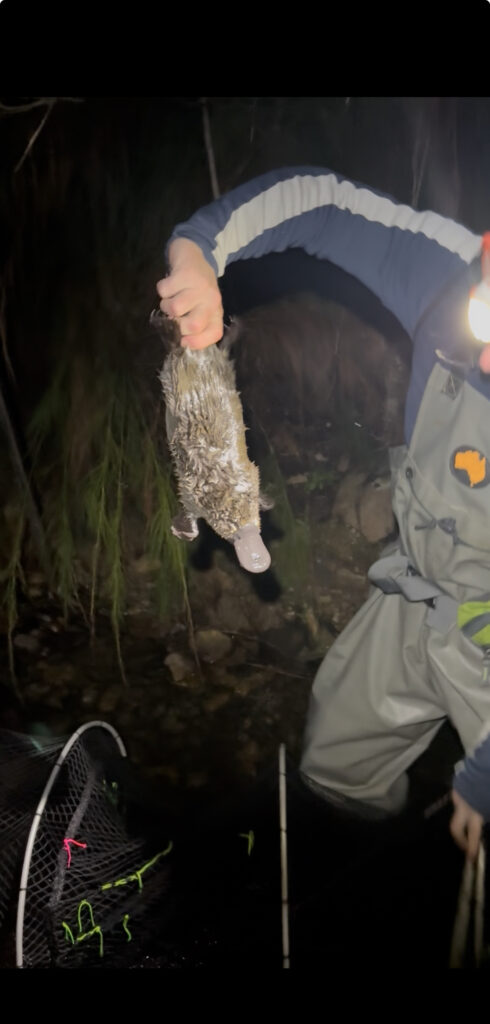 Platypus Petra captured in 2025 survey