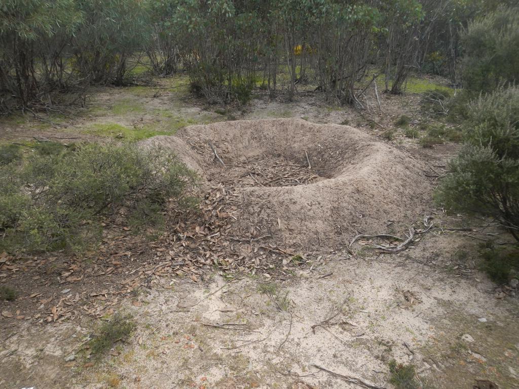 Mallee fowl mound at Cooack