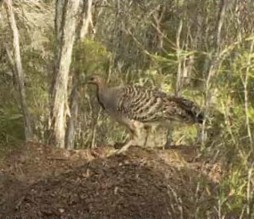 Malleefowl sitting on nest