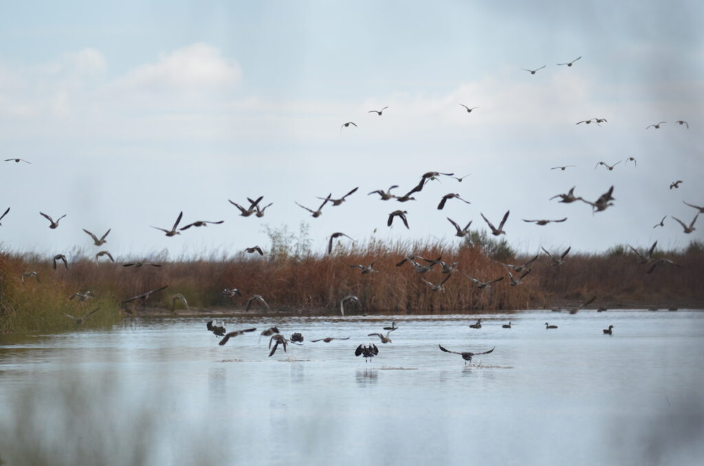 Ducks flying off at Wimmera River Jeparit