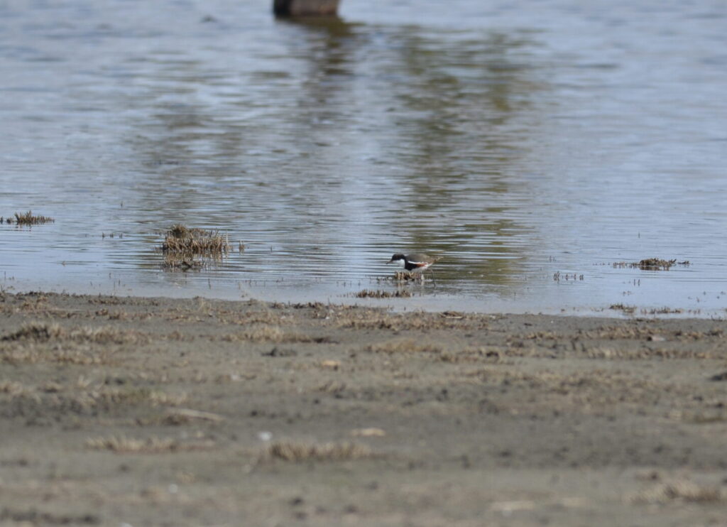 A Red-kneed Dotterel on the eastern shore at Dock Lake