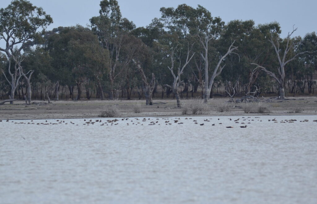 A flock of mostly Grey Teal at Dock Lake