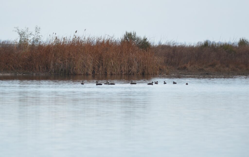 Pacific Black Ducks in Wimmera River, Jeparit