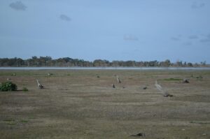 Dock Lake drying up July 2025