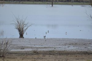 Red-kneed Dotterels on the east side of Dock Lake
