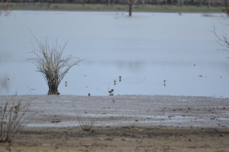Red-kneed Dotterels on the east side of Dock Lake
