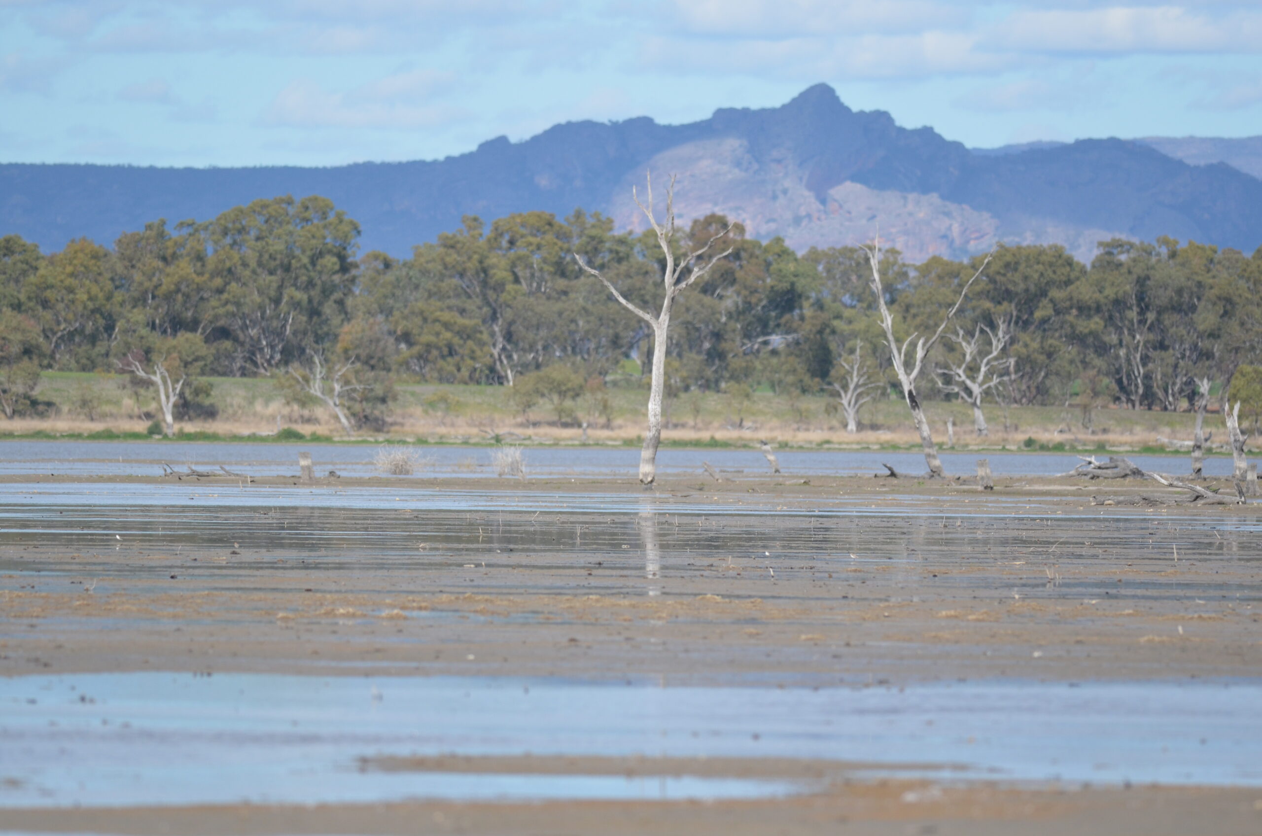 A few Red-capped Plovers on mudflats at Dock Lake, with a view across the lake and the Grampians
