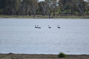 Four Black Swans at Dock Lake seen from Site 4