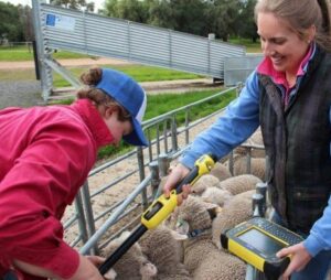 Using Microchip scanner to scan sheep