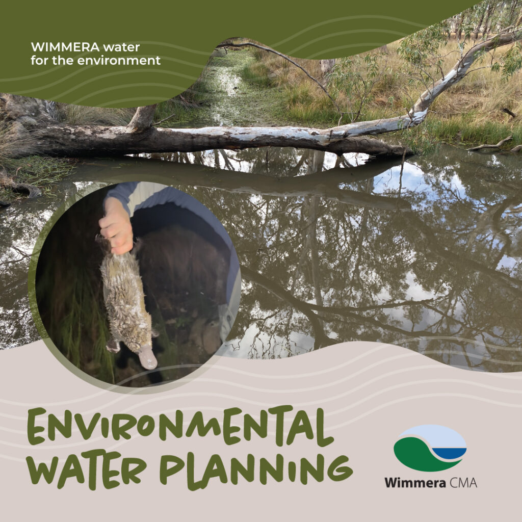 WIMMERA water for the environment: SPRING
